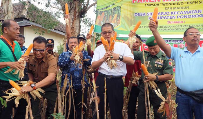 Potensi 23 Ribu Ha, Kapus BKP Kementan Panen Jagung di Ponorogo